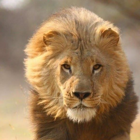 Meet your Posher, Archie - Picture 1 of 1